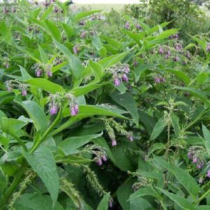 Comfrey-Plant-300x300 Comfrey