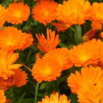 Picture of marigold- calendula flowers