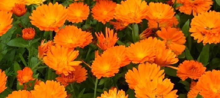Picture of marigold- calendula flowers