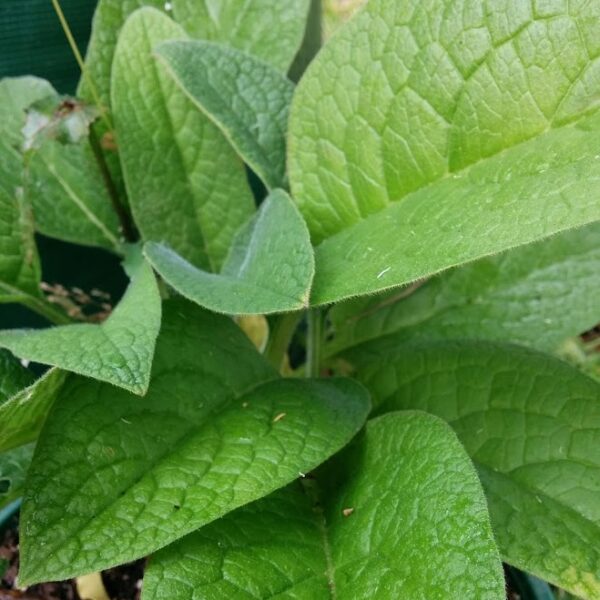 Close-up picture of the comfrey plant leaves.